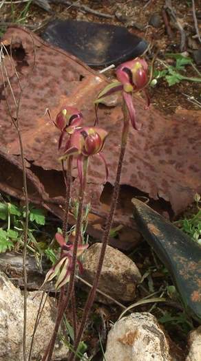 Chiloglottis formicifera Ant  Orchid 004.JPG